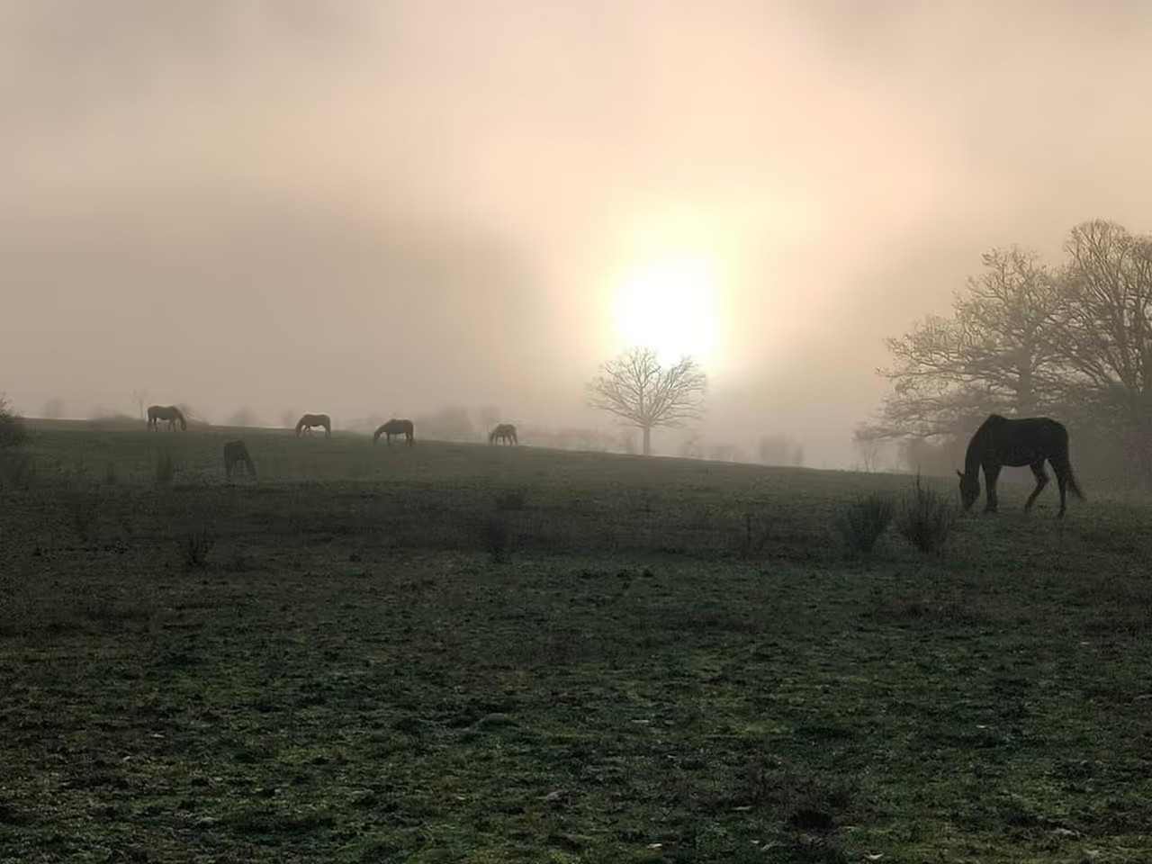 Pension Chevaux — La Grange du Theil